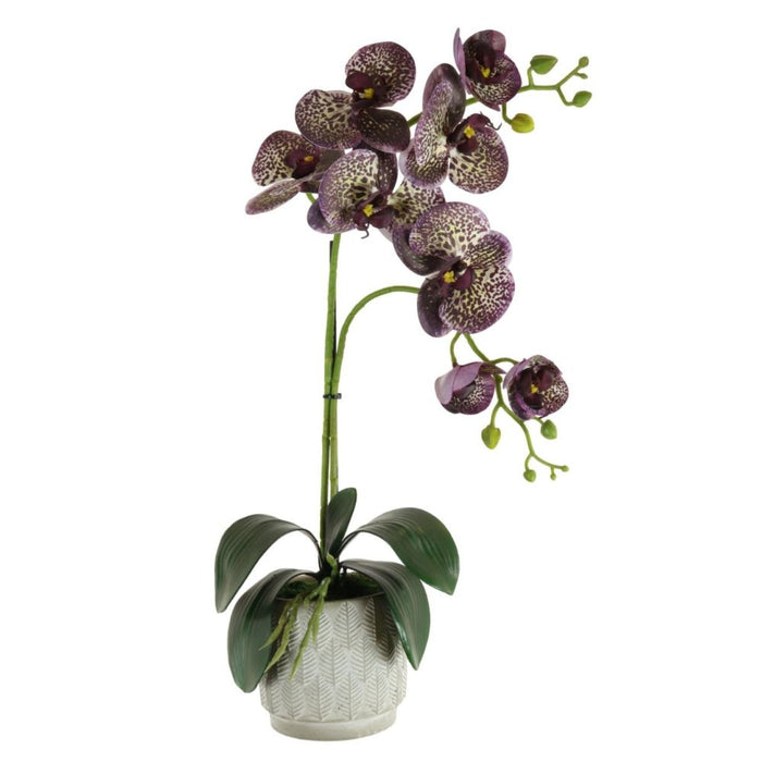 Lotus 8 Head Phalaenopsis Purple Spots