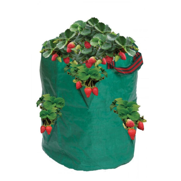 Strawberry & Herb Bag