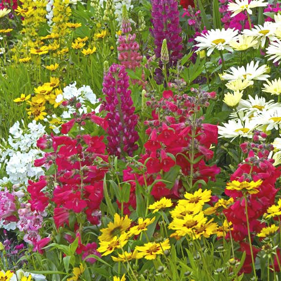 Grow The Ultimate Summer Garden