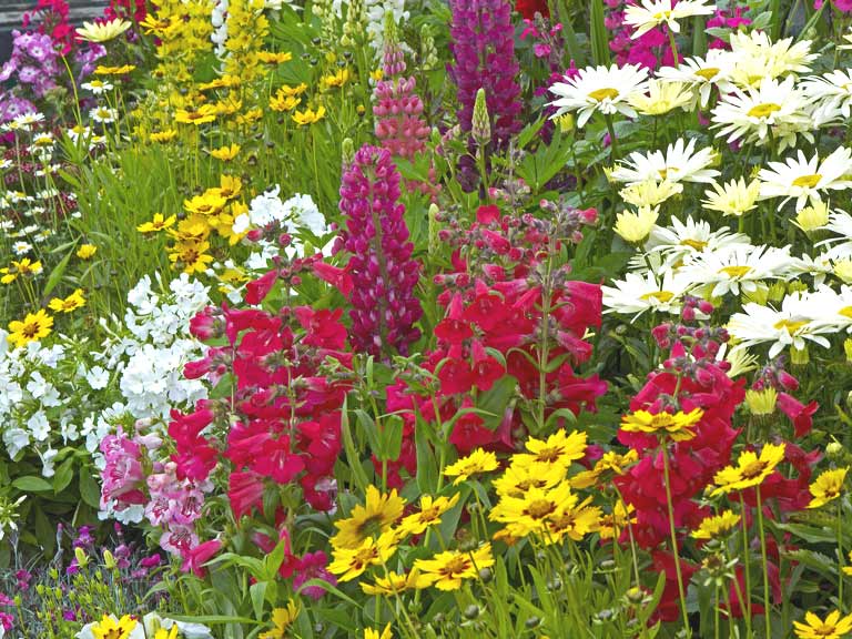 Grow The Ultimate Summer Garden