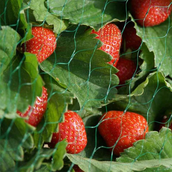 Green Mesh Garden Netting 15mm (Various Sizes)