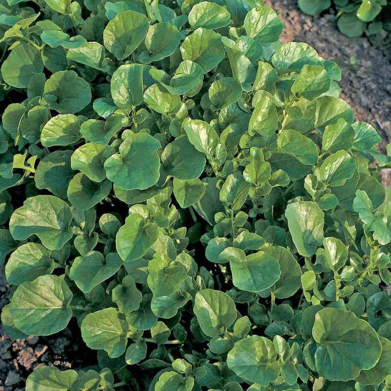 Unwins Land Cress American Salad Seeds