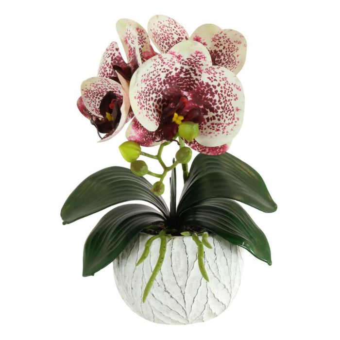 Lotus Mini Phalaenopsis Harlequin