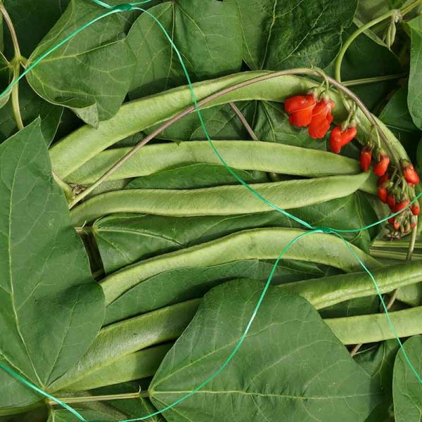 Pea & Bean Mesh Netting 15mm (2m x 5m)