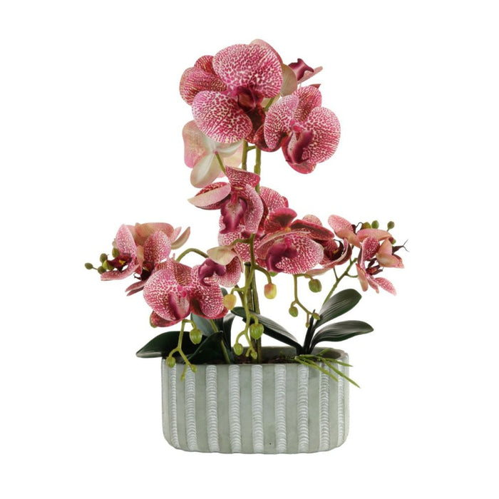 Lotus Phalaenopsis Orchid in Ripple Pot - Pink