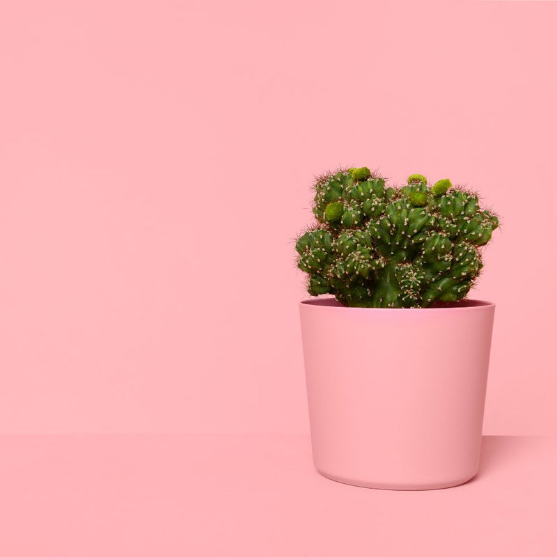 Pot Luck - Houseplant & Pot Chosen By Us
