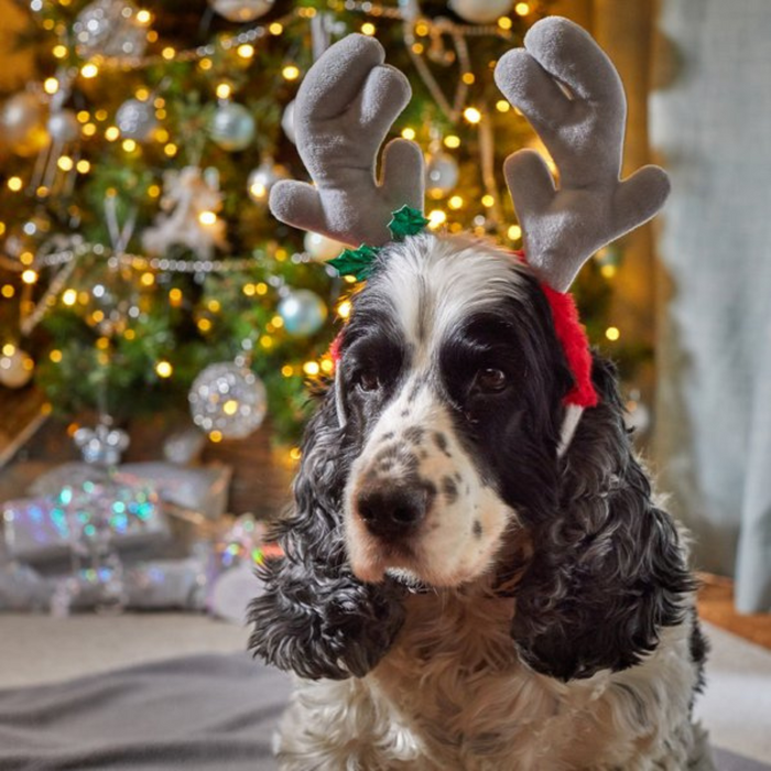 Zoon Rein-Dog Antlers